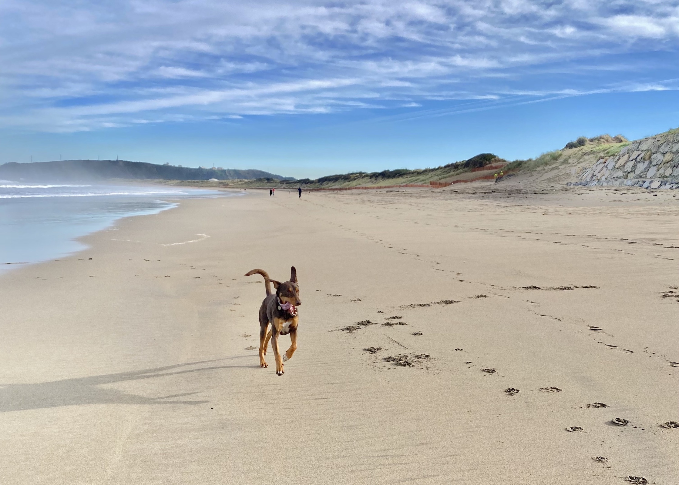 El significado del ladrido