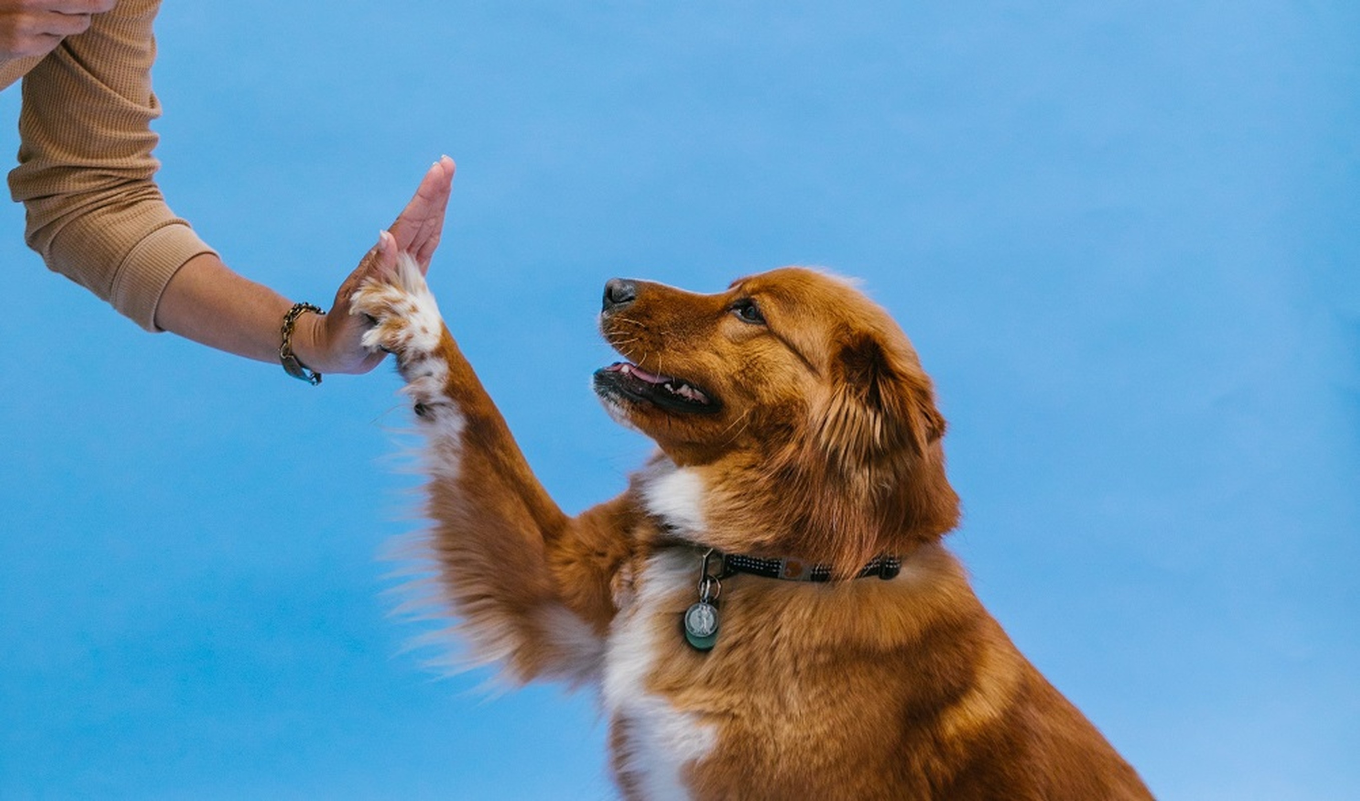 La importancia de adiestrar a tu perro