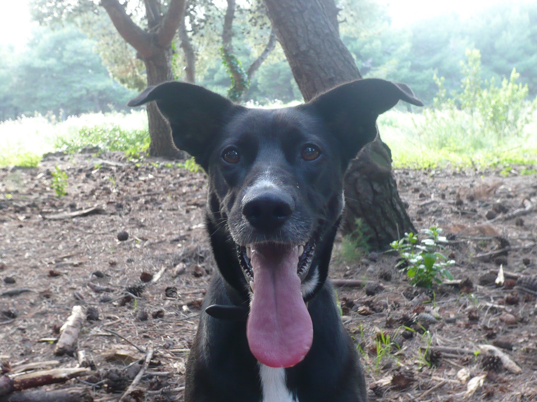 ¿Cómo perciben el mundo nuestros perros?