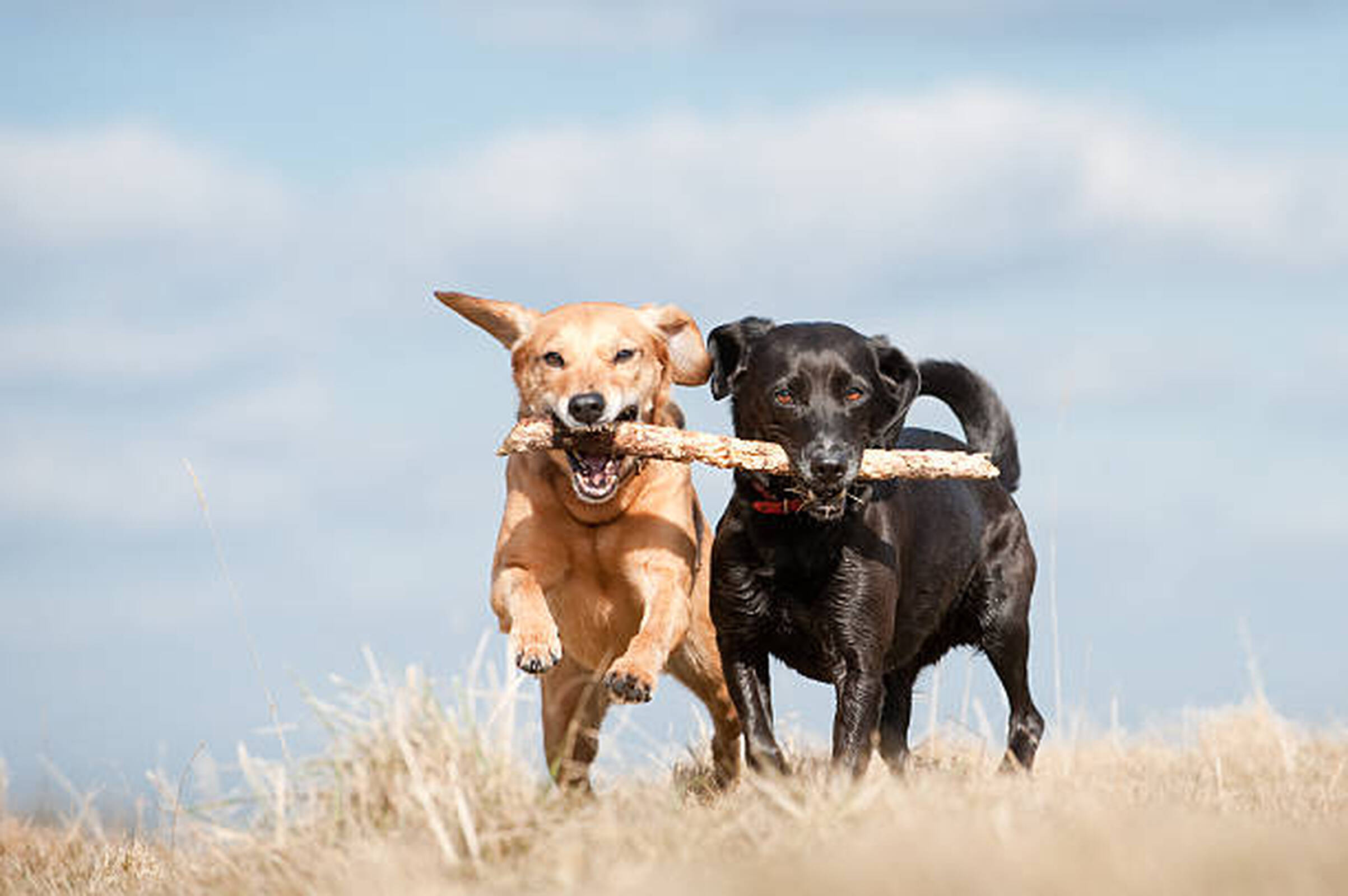 Convivir con más de un perro y no volverse loco