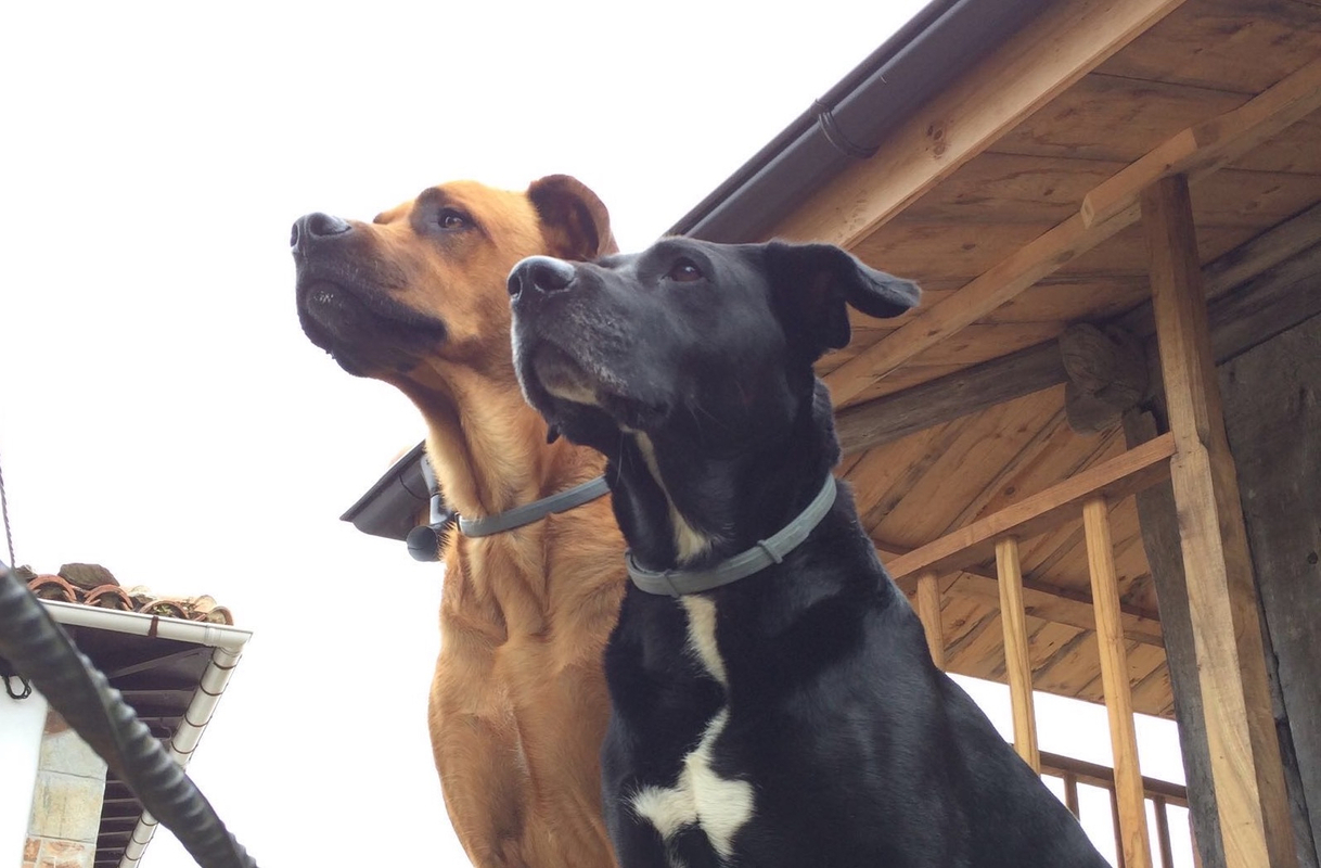 Una raza ¿Un comportamiento?