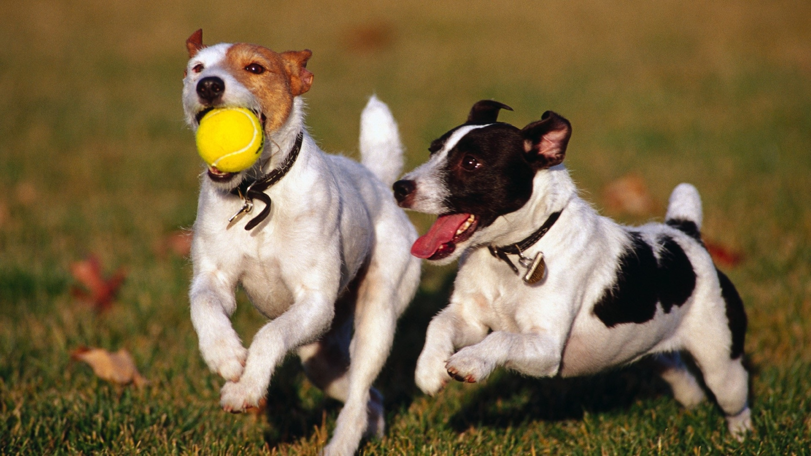 Cómo socializar bien a un cachorro: La clave para evitar miedos y problemas de conducta