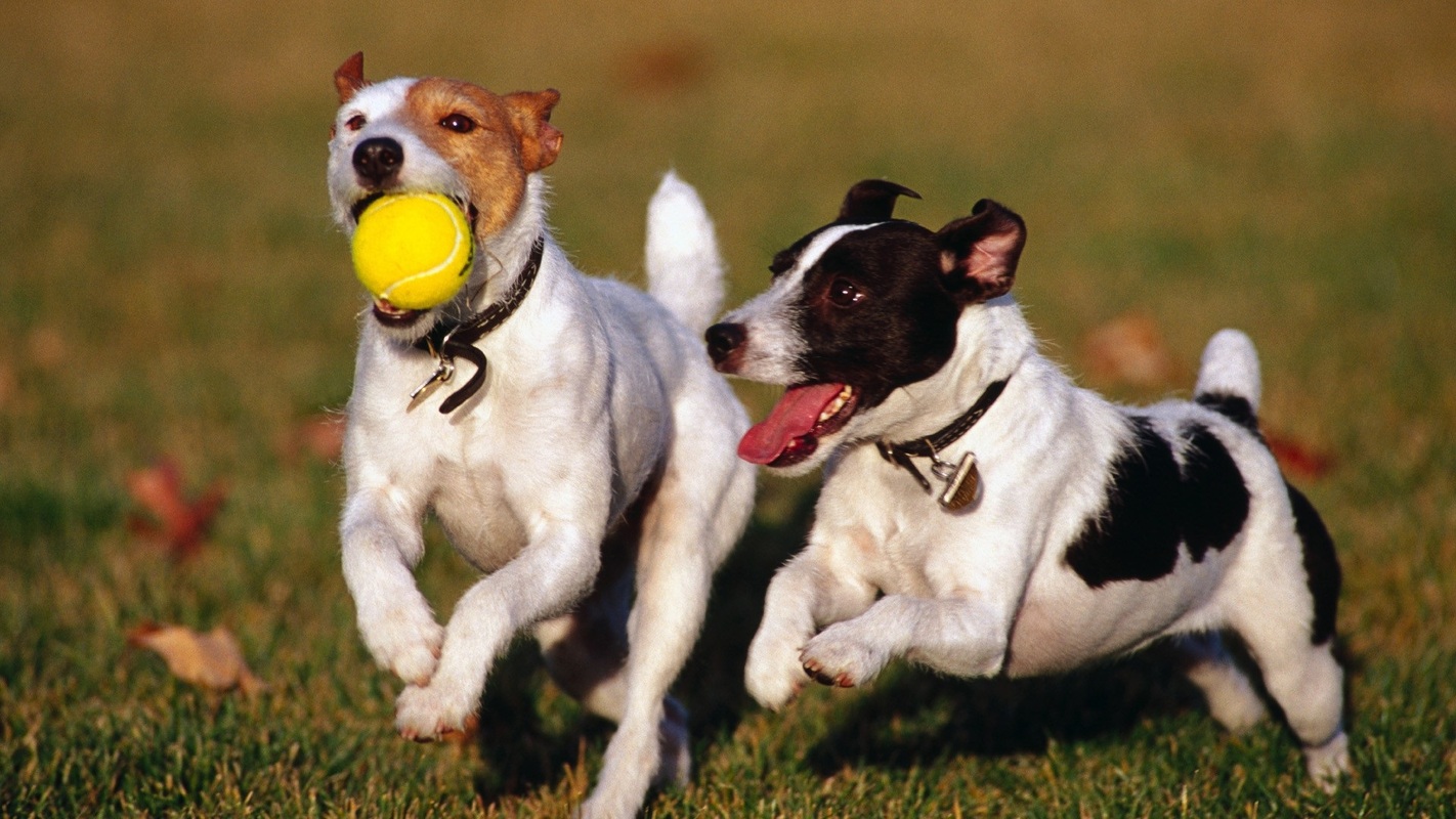 Cómo socializar bien a un cachorro: La clave para evitar miedos y problemas de conducta