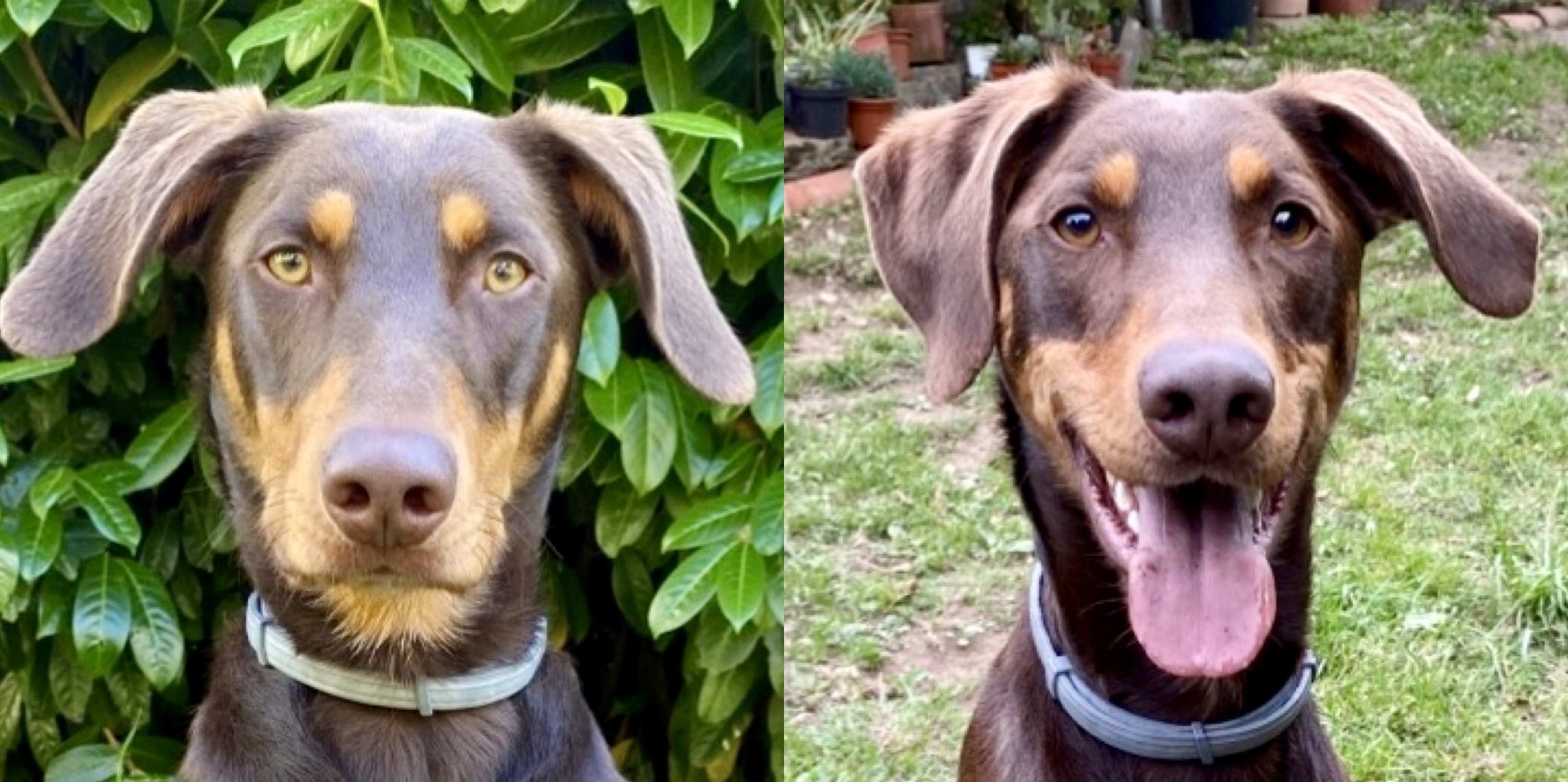 Traumas, problemas de conducta y tristeza de un perro adoptado