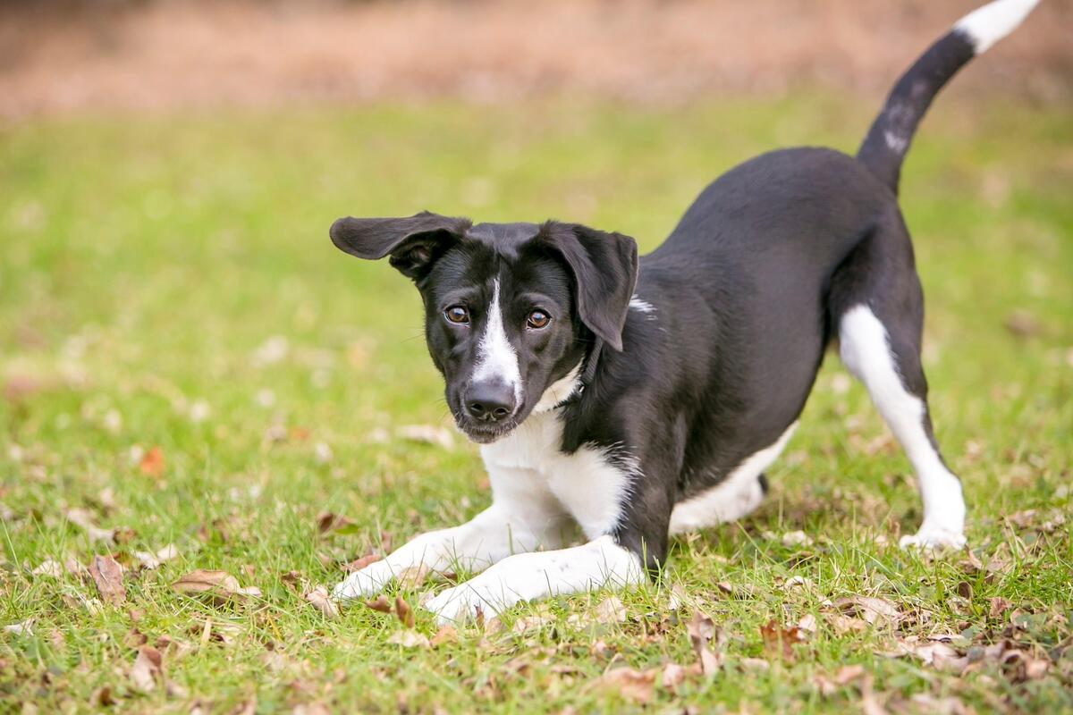 Juega con tu perro. Pero pon tú las reglas del juego