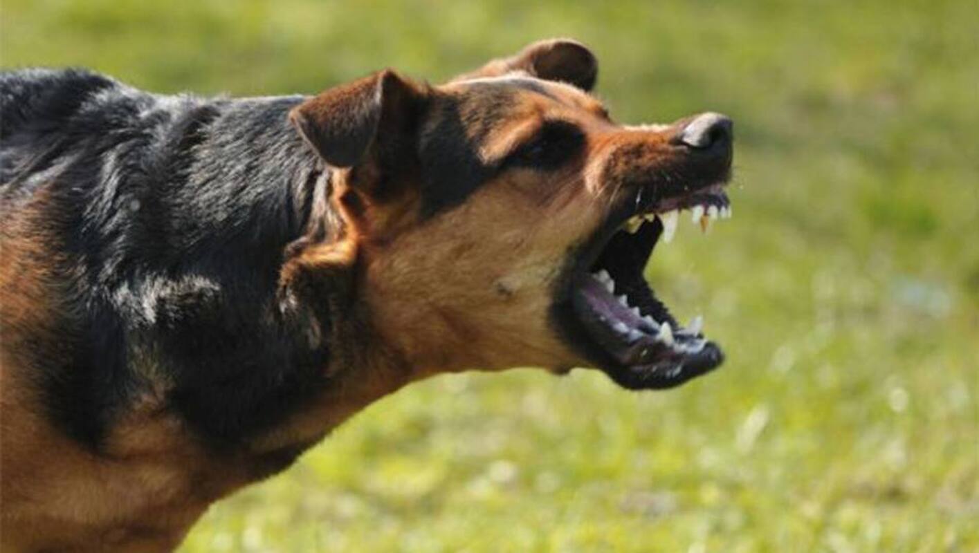 Agresividad en perros: función, aprendizaje y factores que la explican