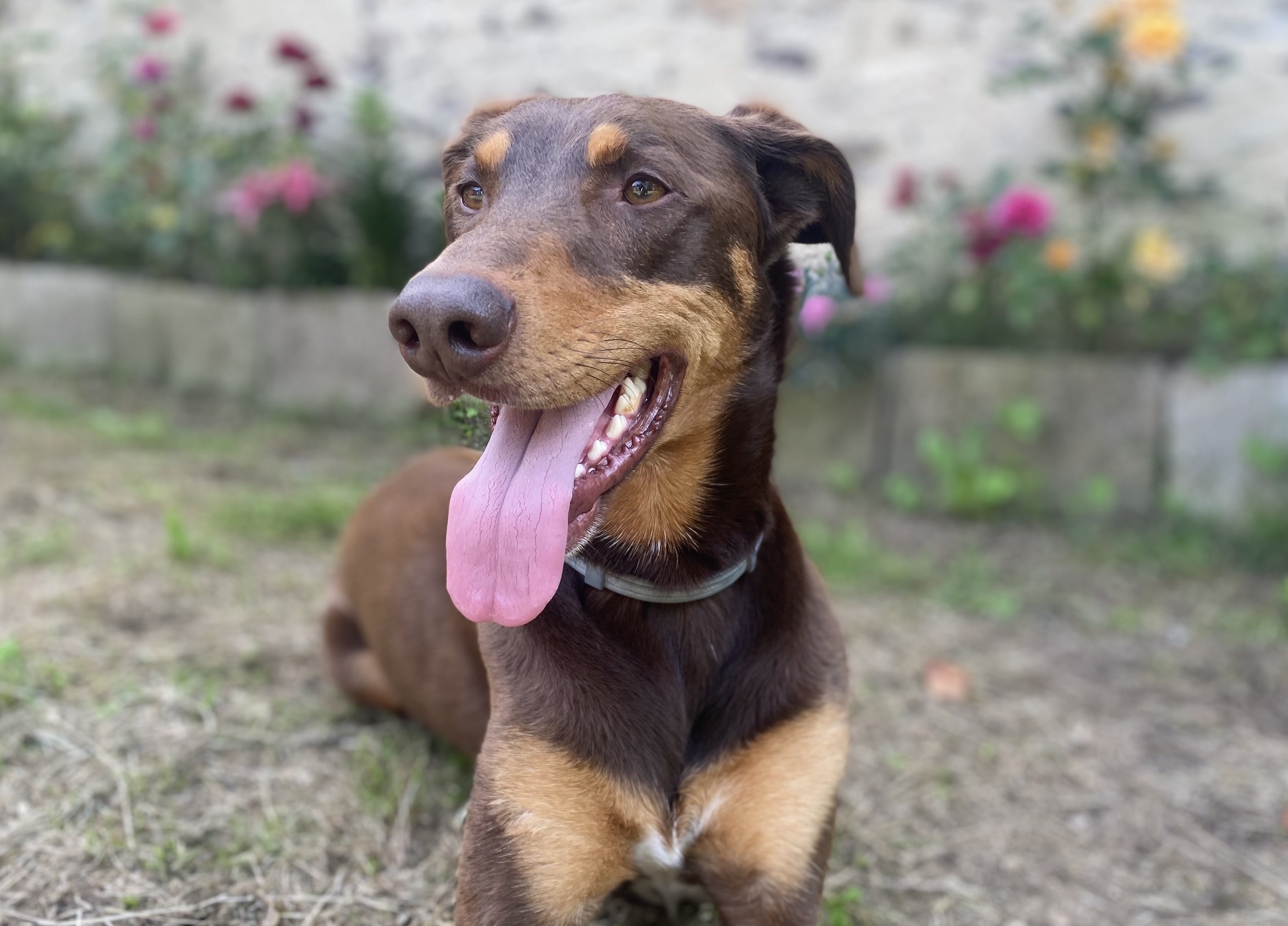Cómo evitar el golpe de calor en el perro este verano