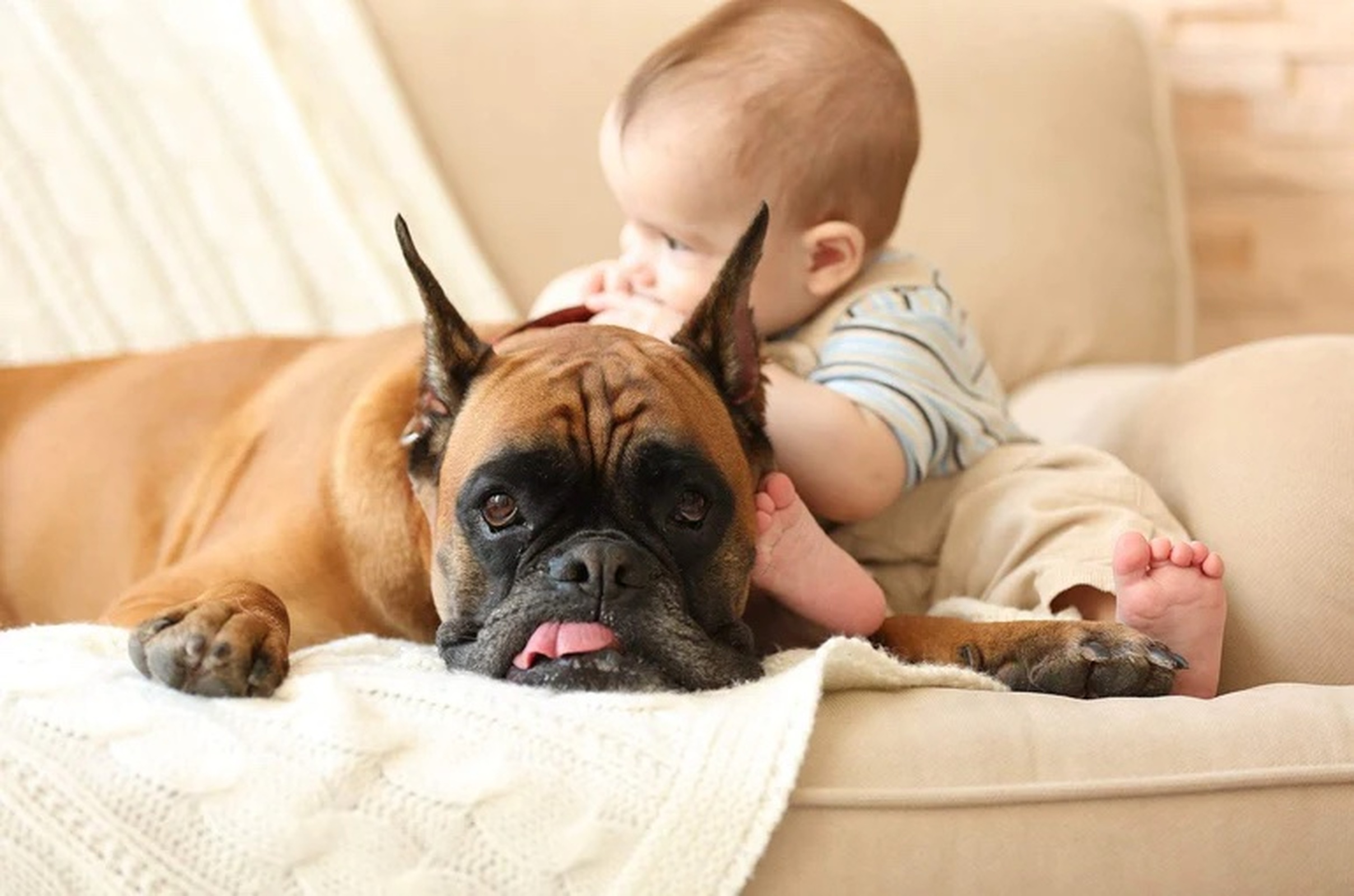 Cuando un bebé llega a casa: cómo ayudar al perro a adaptarse sin problemas