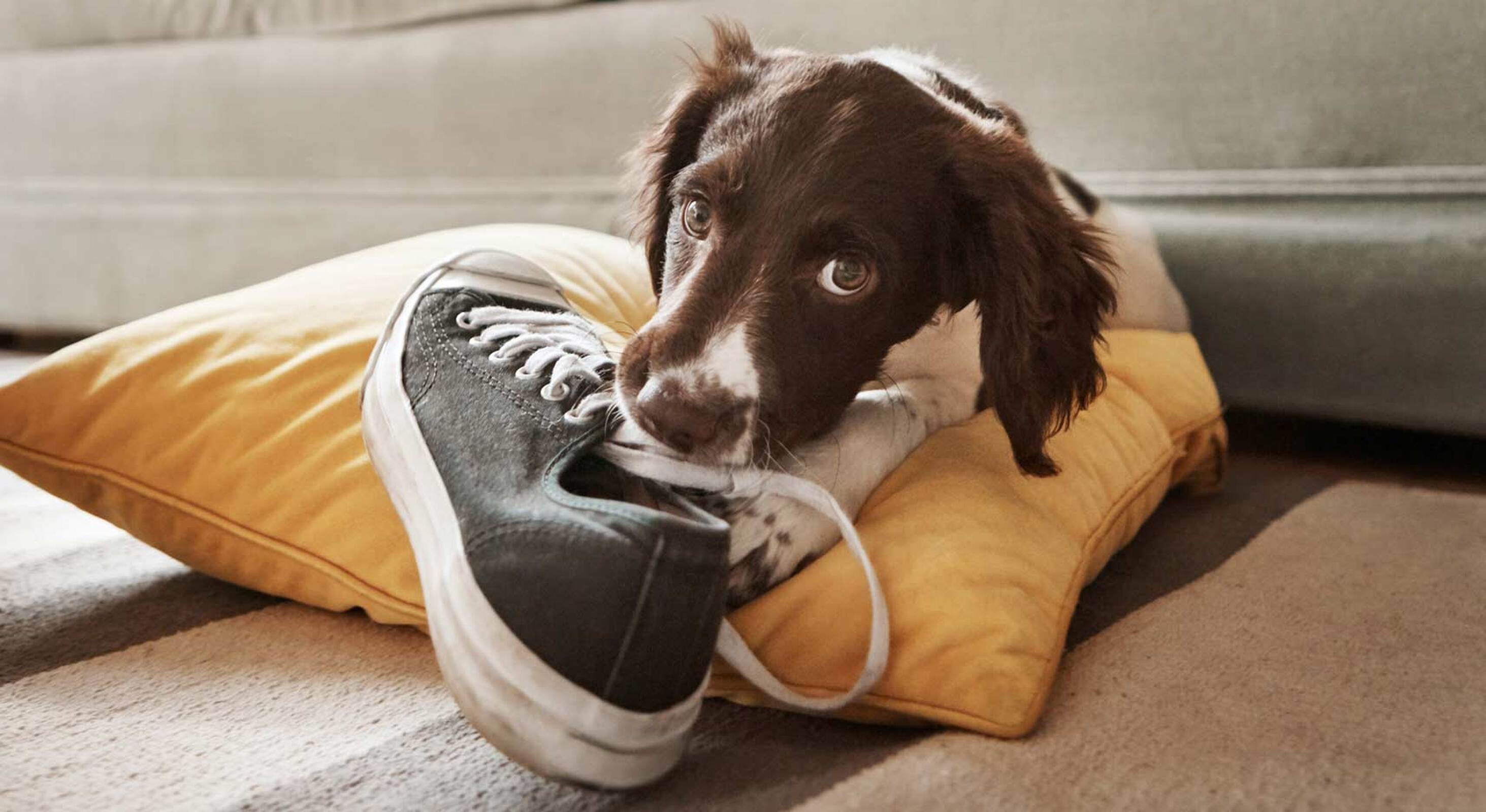 ¿Tu perro lo destroza todo? El problema de la zapatilla vieja.