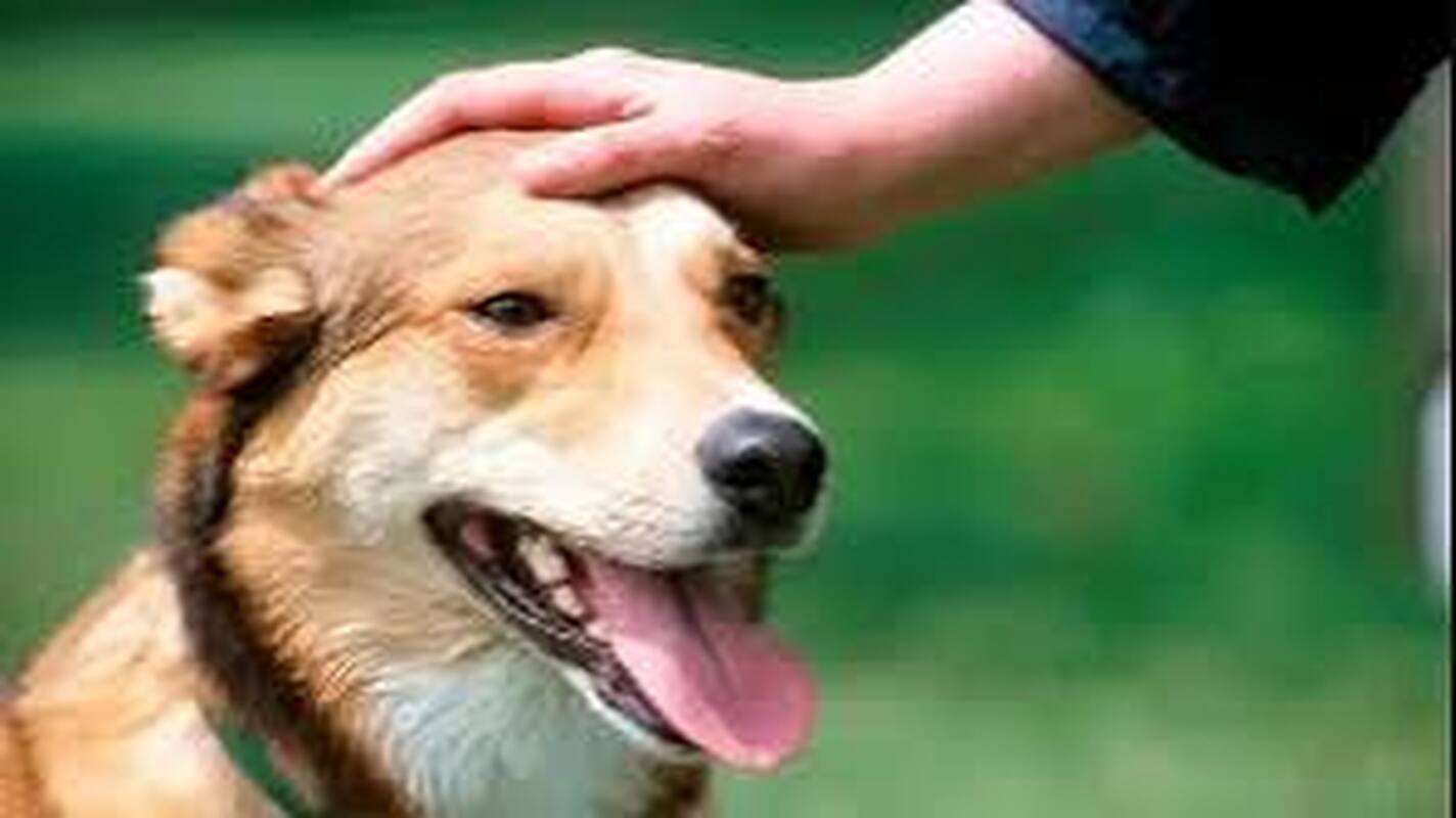 ¿Saludo o amenaza? Lo que un perro entiende cuando te acercas 